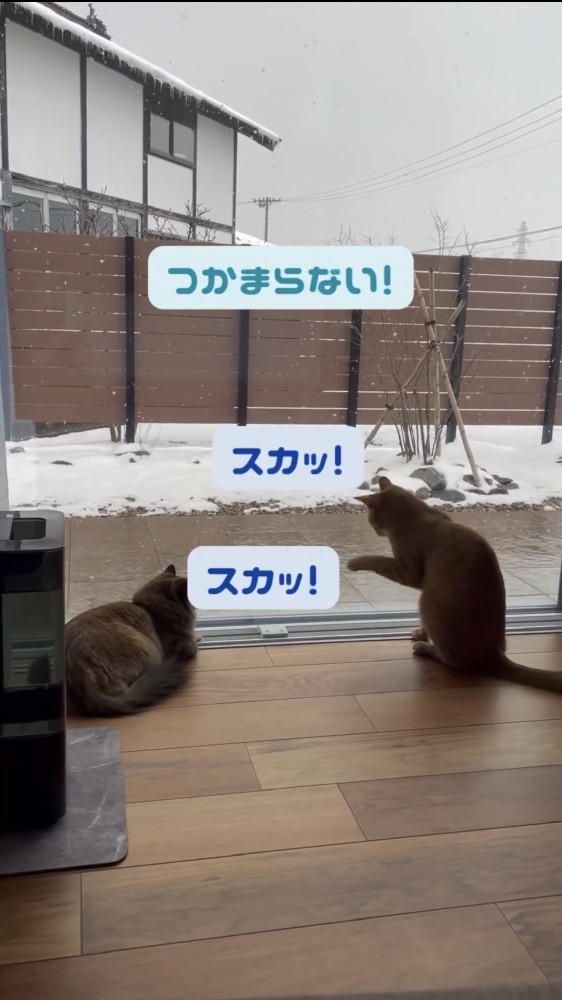 窓を叩く猫