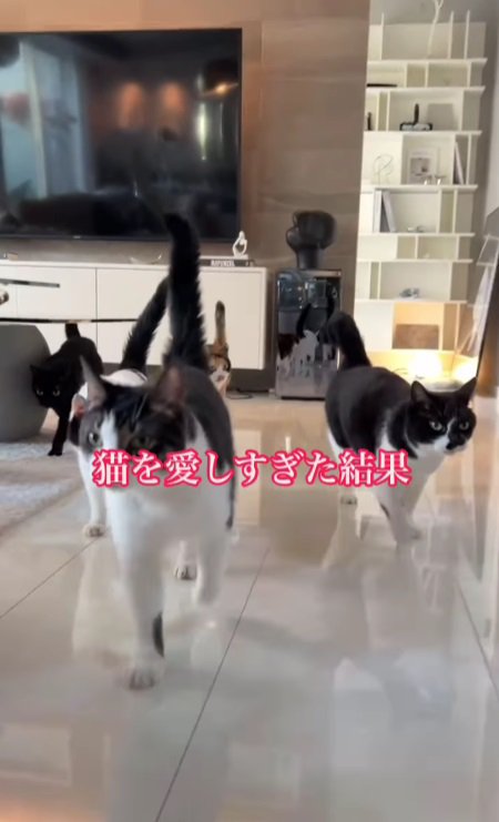 ゾロゾロ歩く猫