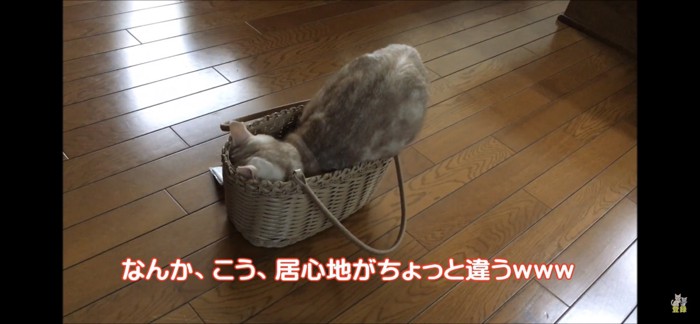 カゴバッグに入る猫