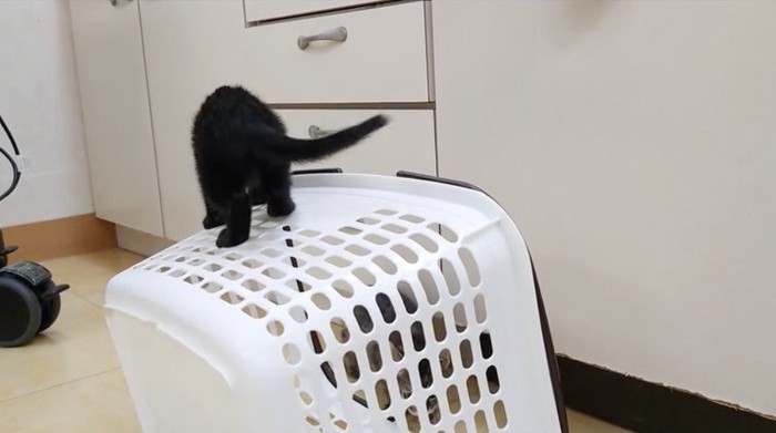 洗濯カゴの上を歩く猫