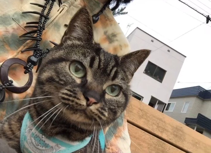 飼い主さんとベンチにいる猫