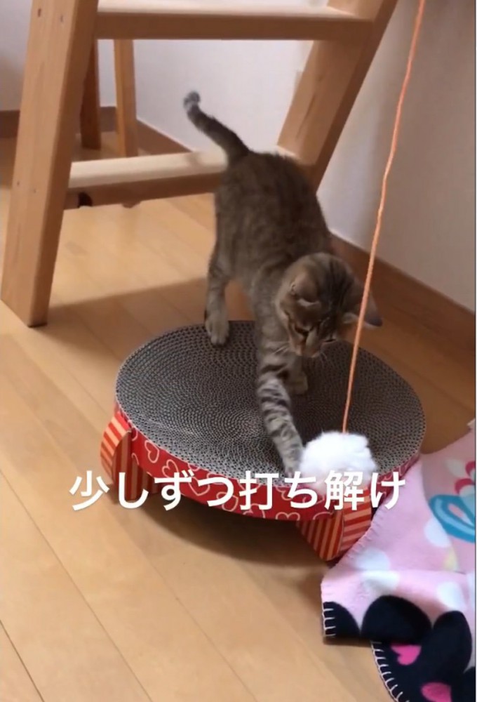 おもちゃで遊ぶモカちゃん