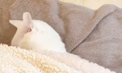 顔を布団にうずめる猫