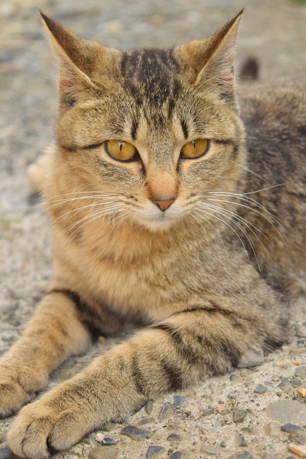 イカ耳で見つめる猫