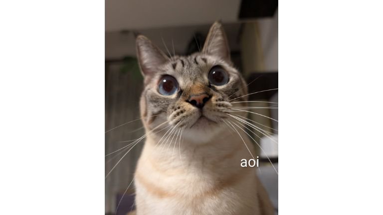 室内にいる猫