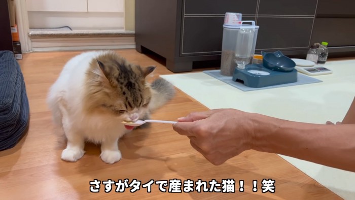 スプーンをなめる猫