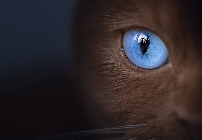 猫のブルーな瞳