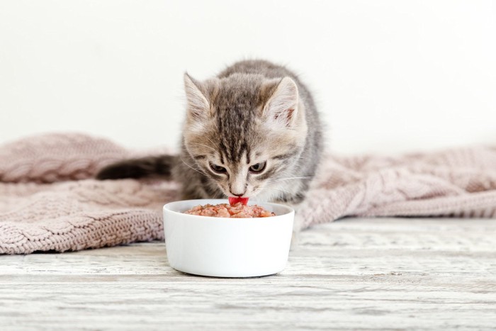 餌をたべる子猫