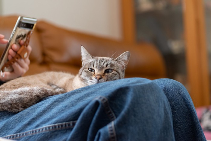 膝の上の猫