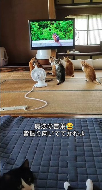 一斉に振り向く猫