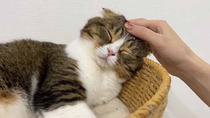 頭をなでられる猫