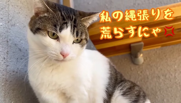 私の縄張り