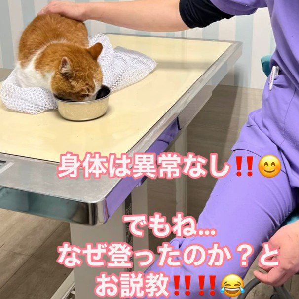 なでられる猫