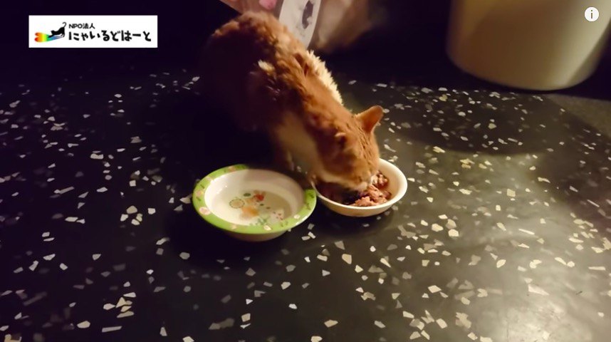 ご飯を食べる猫