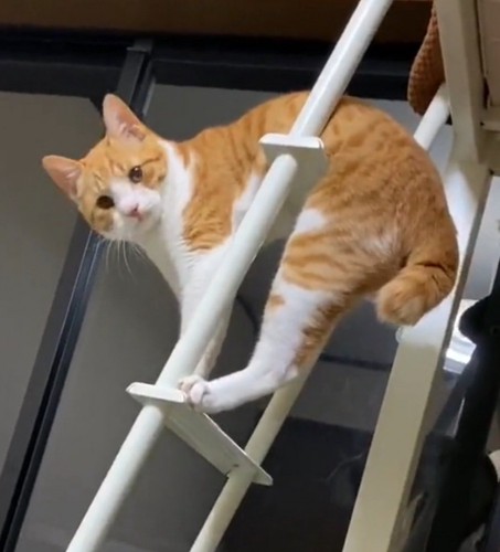 困り顔で訴える猫