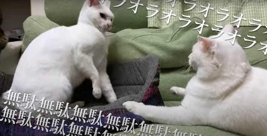 戦う猫2匹