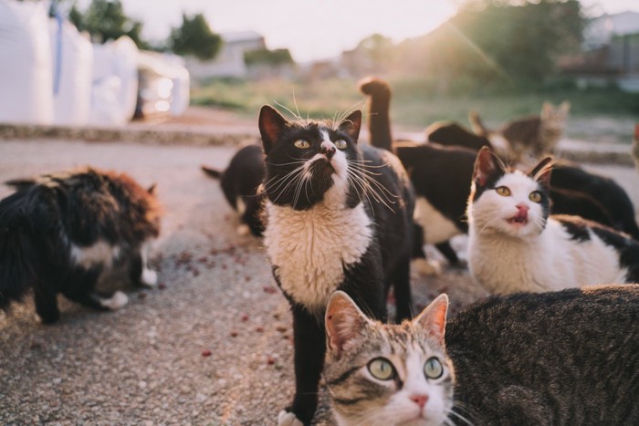 路上の野良猫たち