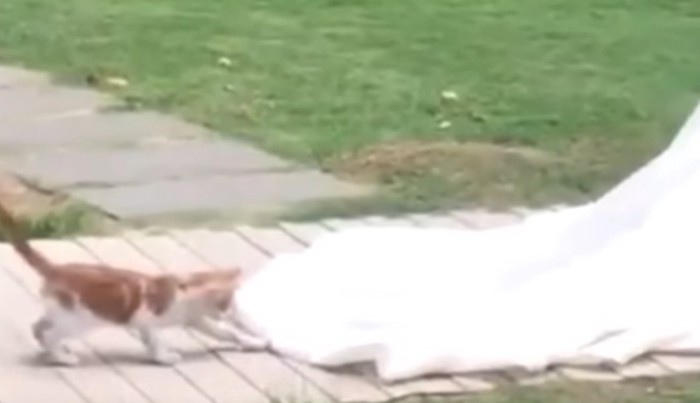 花嫁のベールにじゃれつく猫