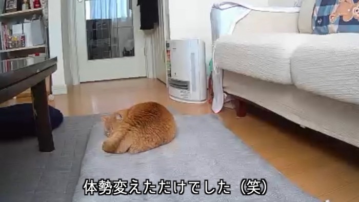 丸くなって寝る猫