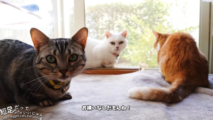 3匹の猫