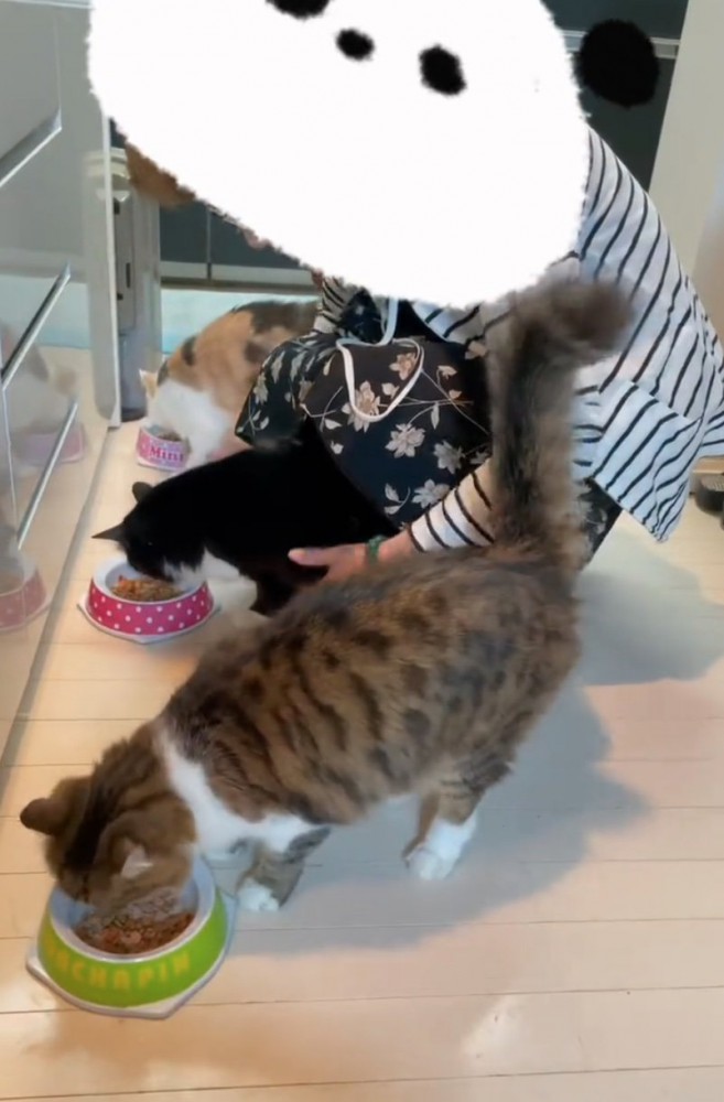ご飯を食べる猫さんたち