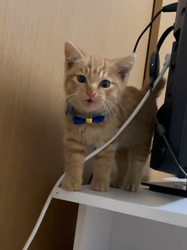 立って鳴く子猫