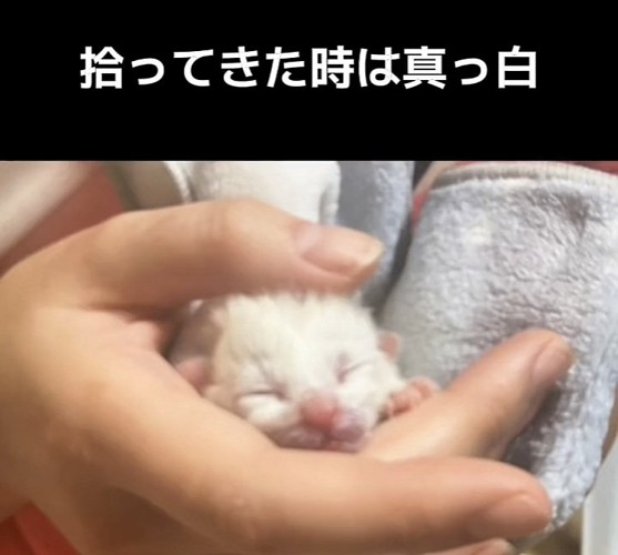 飼い主さんの手の中の子猫