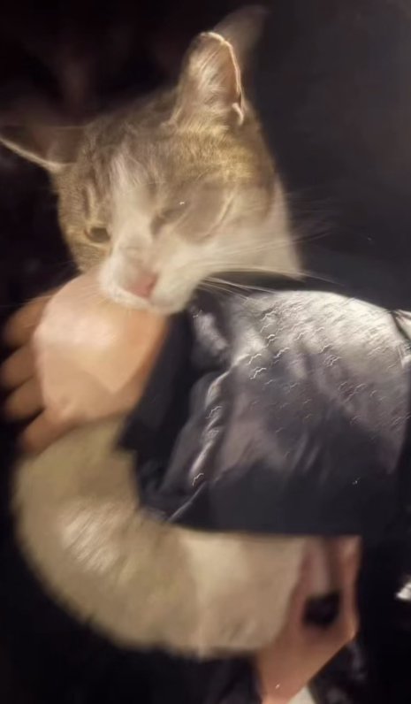 雨の屋外で抱っこされている猫