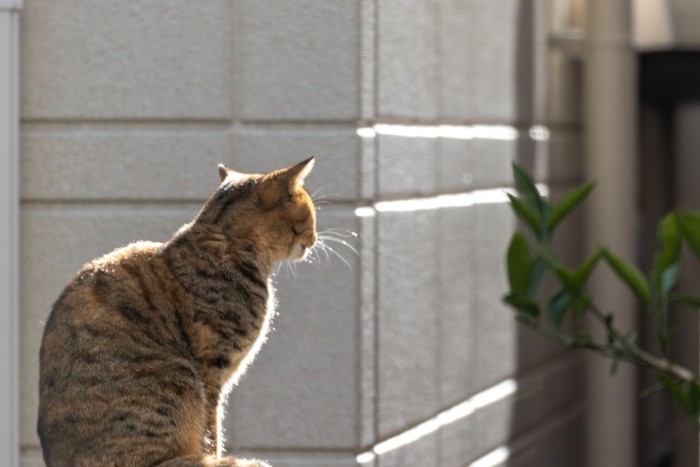 遠くを見つめながらひなたぼっこする猫