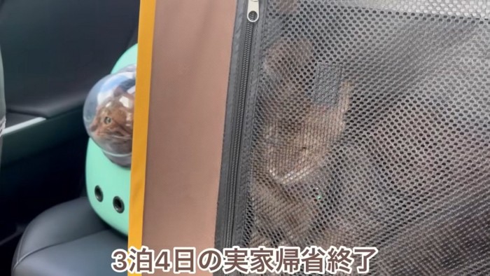 キャリーとソフトケージにいる猫