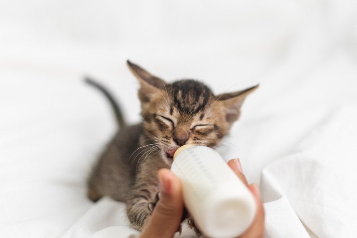 ミルクを飲む子猫