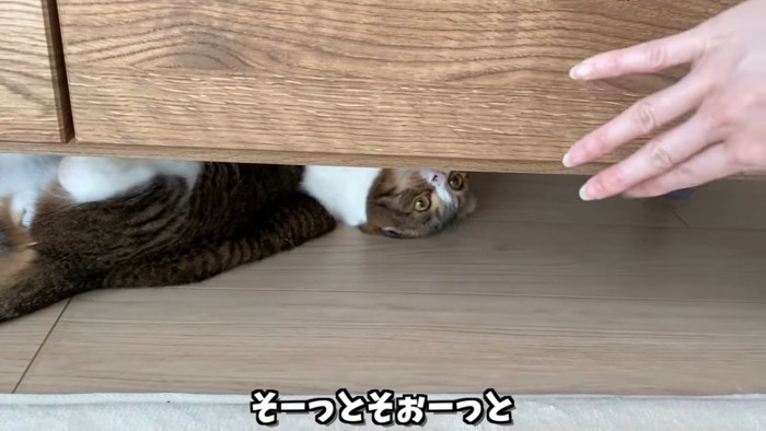 家具の下から上を見る猫