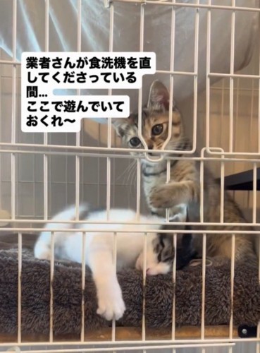 ケージの中から猫じゃらしを見つめる子猫