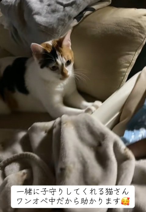 赤ちゃんがいるベビーベッドに手をかけているミケ猫