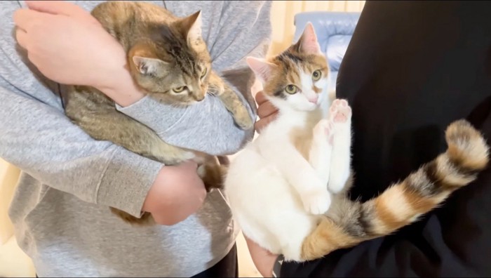 大人しく里親に抱っこされる三毛猫とキジトラ猫