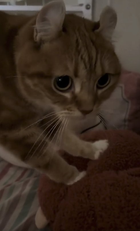 茶色いぬいぐるみを踏んでいる猫