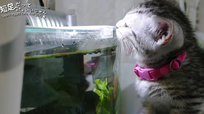 水槽に鼻を近づける猫