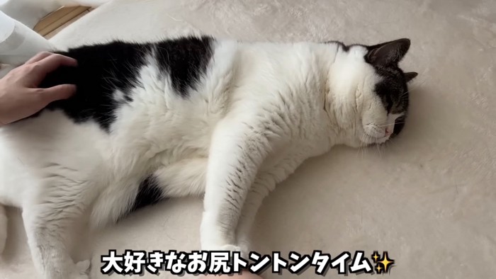 横になる猫