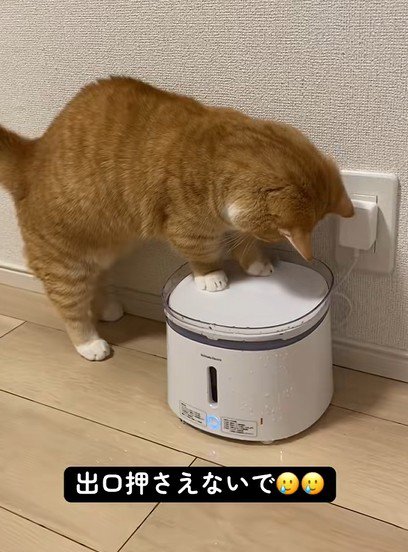 給水器の出口をふさぐ猫