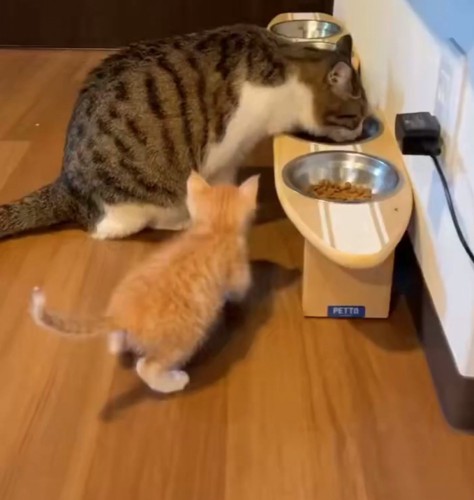 食事を眺める子猫