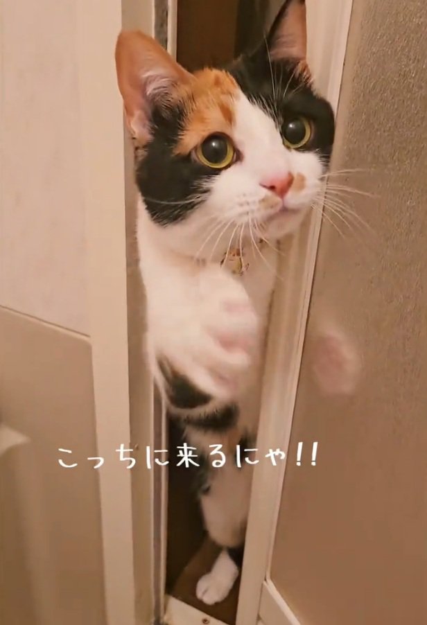 心配そうな顔のマオマオちゃん