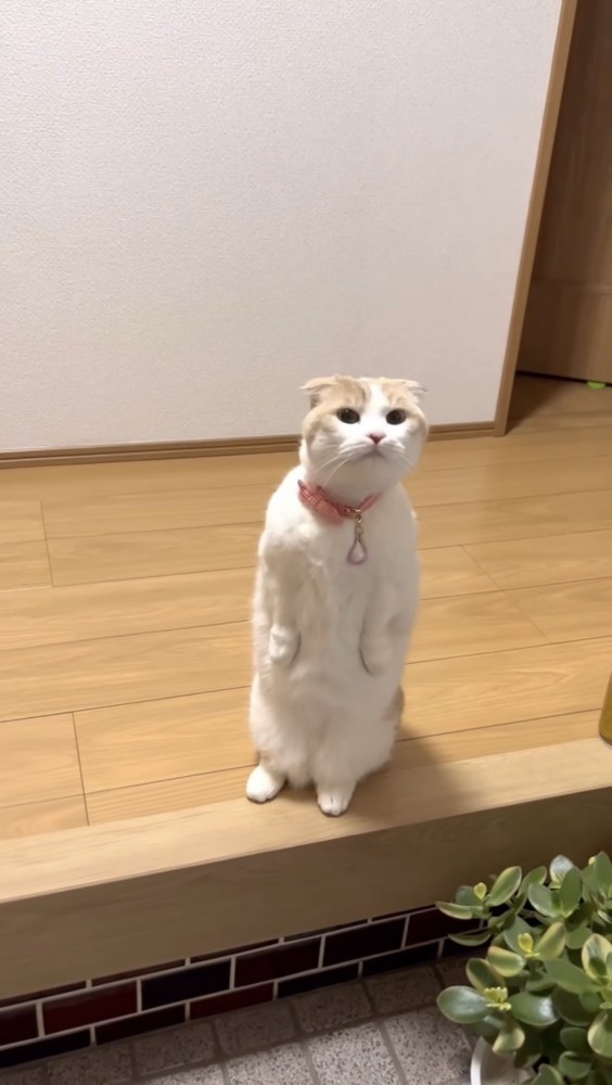 玄関で立つ猫