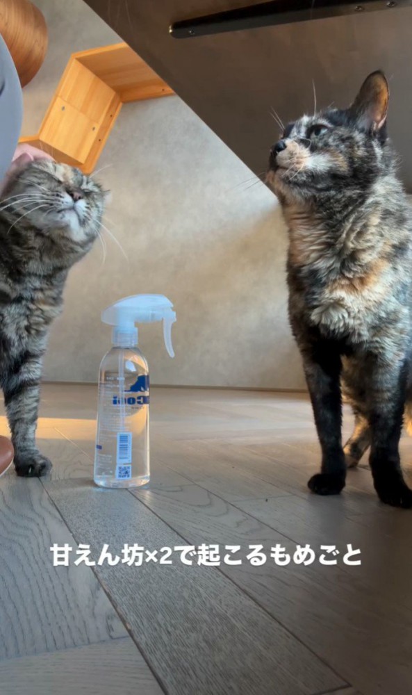 撫でられる猫と待っている猫1