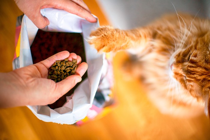 ドライフードをすくう人の手と欲しそうに見つめる猫