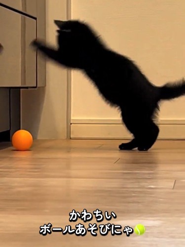 ボールにジャンプする子猫