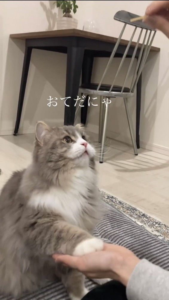 おやつをもらう猫