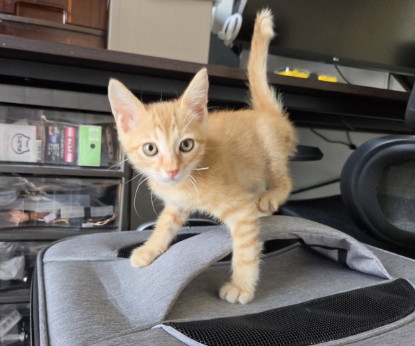 茶トラの子猫