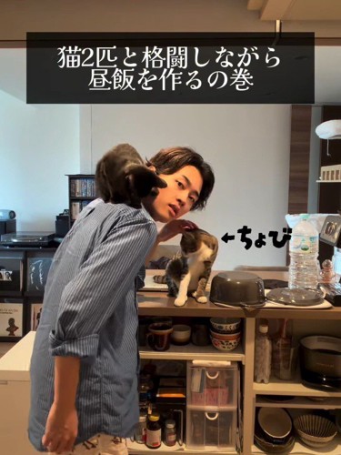 人の肩に乗る猫