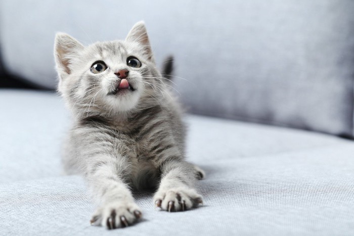舌を出し見上げているグレーの子猫