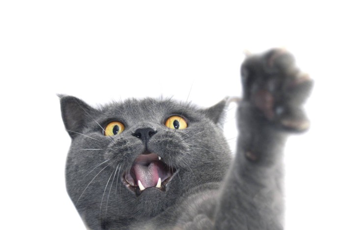猫パンチする猫